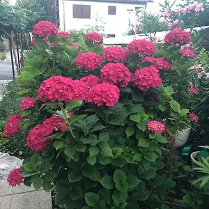 Apartman Casa Hortensia, Njivice